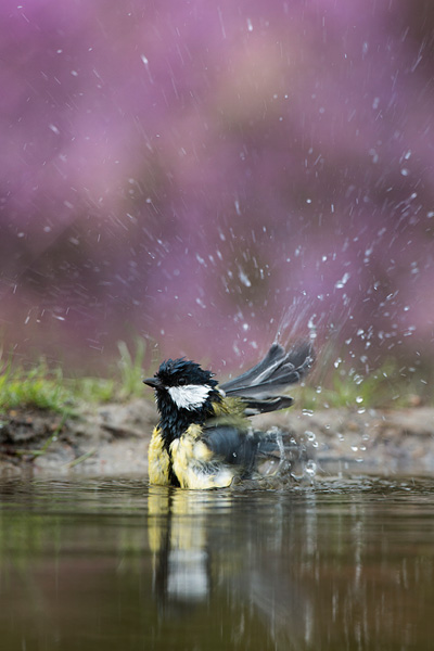 Koolmees (Parus major) met een achtergrond van bloeiende heide