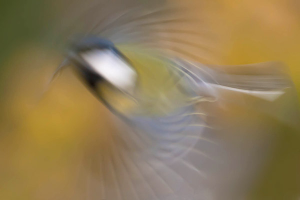 Koolmees (Parus major) in beweging