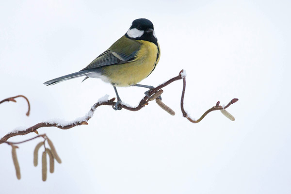 Koolmees op sierlijk takje in de winter