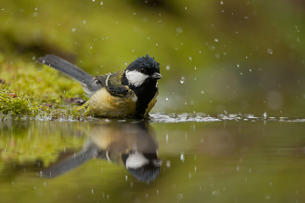 Badende Koolmees (Parus major) 