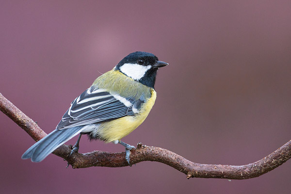 Koolmees (Parus major) met een achtergrond van bloeiende heide