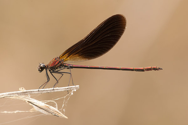 Koperen beekjuffer (Calopteryx haemorrhoidalis) langs Canal de Vergieres