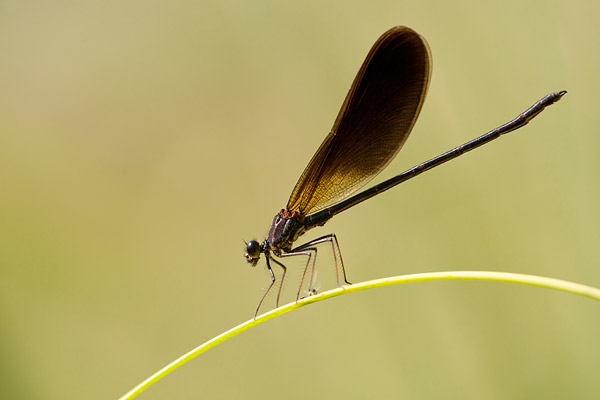 Mannetje koperen beekjuffer (Calopteryx haemorrhoidalis)