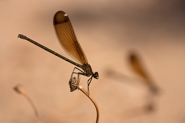 1e prijs grasduinen foto van de maand