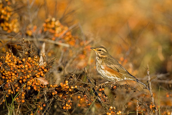 Koperwiek (Turdus iliacus) in duindoorn