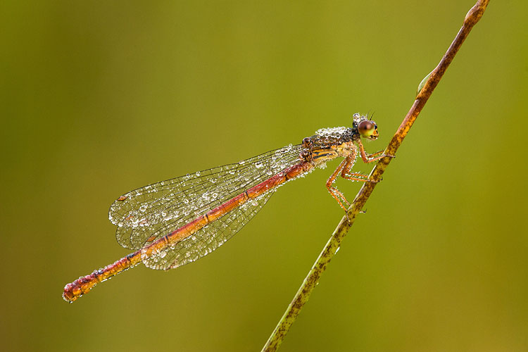 Koraaljuffer (Ceriagrion tenellum) 