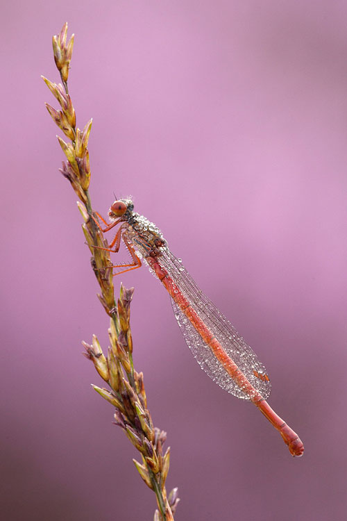 Koraaljuffer (Ceriagrion tenellum) in bloeiende heide