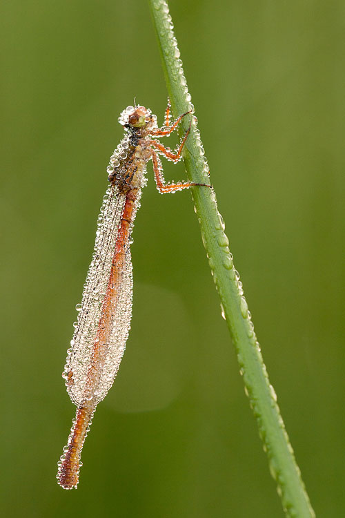 Bedauwde Koraaljuffer (Ceriagrion tenellum) 