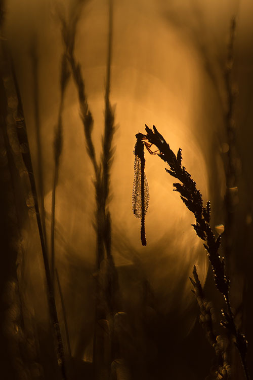 Koraaljuffer (Ceriagrion tenellum) in tegenlicht en bokeh