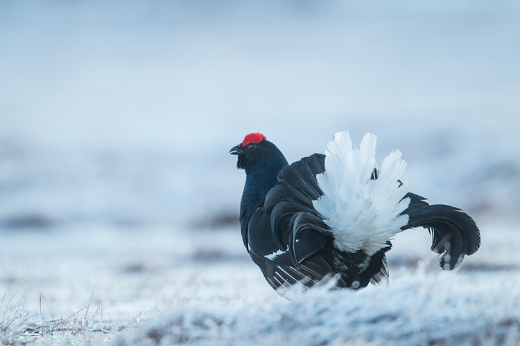 Baltsende korhaan in besneeuwd sprookjeslandschap