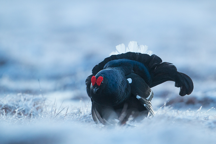 Baltsende korhaan in besneeuwd sprookjeslandschap