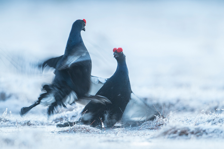 Vechtende korhanen in besneeuwd sprookjeslandschap