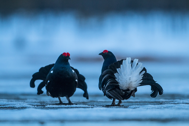 Twee baltsende korhoenders in het blauwe uurtje