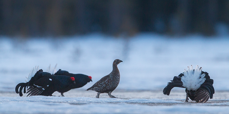 Baltsende korhoenders met hen