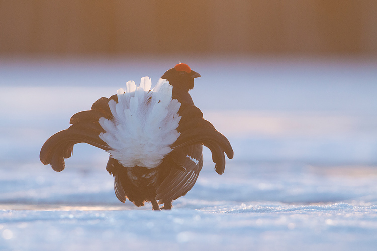 Baltsende korhaan in tegenlicht bij zonsopkomst