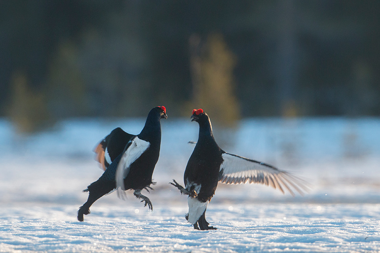 Vechtende korhanen in Zweden