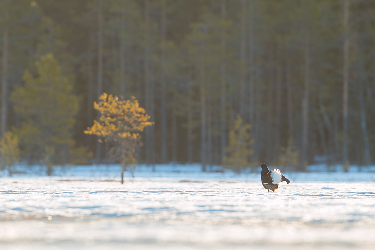 Korhaan in het Zweedse landschap