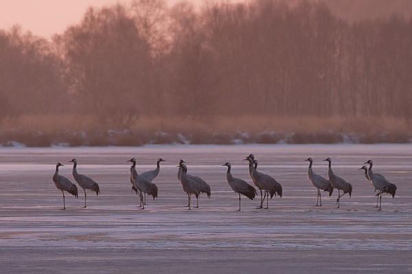 Kraanvogels op het ijs in de vroege ochtend