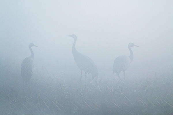 Kraanvogels (Grus grus) in de mist