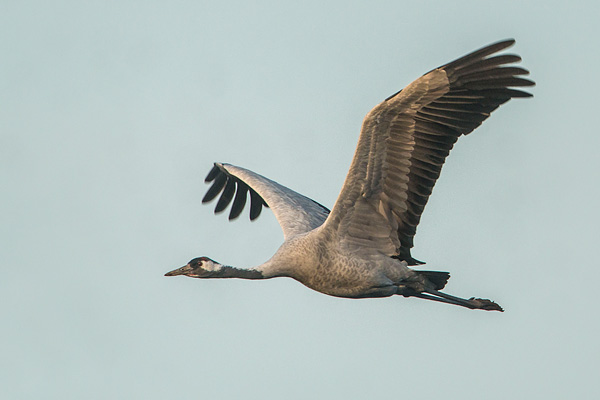 Kraanvogel (Grus grus) in vlucht