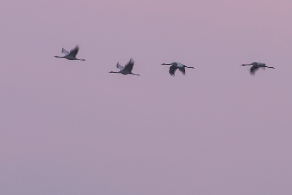 Rijtje kraanvogels (Grus grus) in vlucht bij zonsopkomst