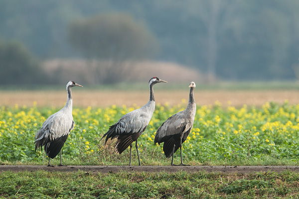 kraanvogels (Grus grus) gezin, vader, moeder en jong