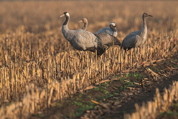 kraanvogels (Grus grus) gezin, vader, moeder en jong