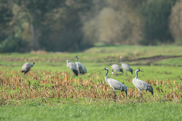 Mooi landschap in het Dielholzer Moorniederung met kraanvogels (Grus grus)