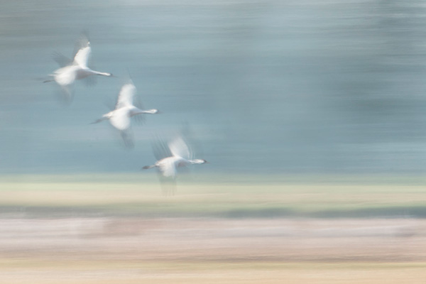 Kraanvogels (Grus grus) in vlucht met een lange sluitertijd