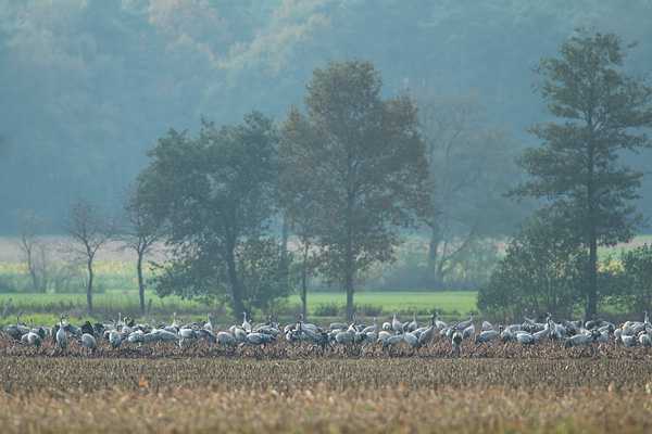 Grote groep kraanvogels in het Diepholzer Moorniederung