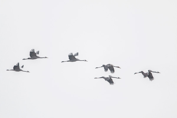 Groep kraanvogels (Grus grus) in vlucht