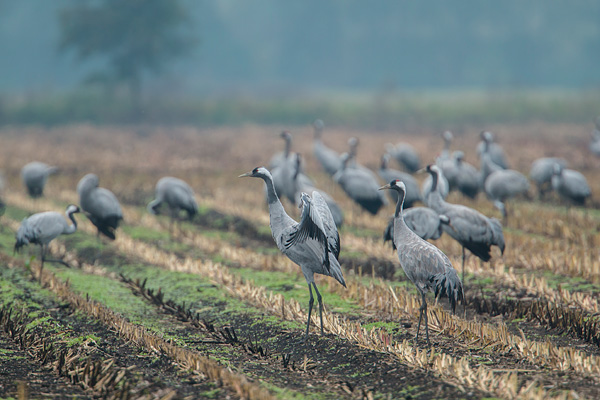 Paartje kraanvogels (Grus grus) 