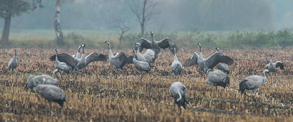 Dansende kraanvogels (Grus grus)