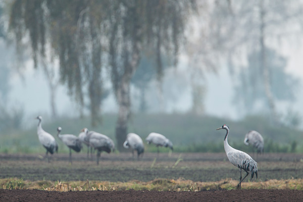 Groep kraanvogels (Grus grus) in het landschap van het Diepholzer Moordniederung