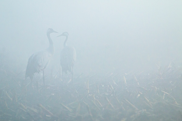Kraanvogels (Grus grus) in de mist