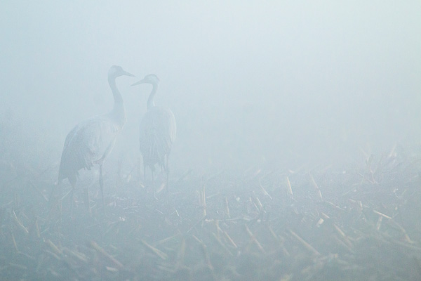 Kraanvogels in de mist