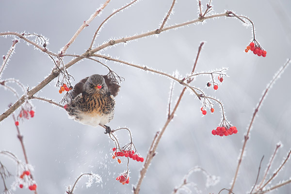 Kramsvogel (Turdus pilaris) in berijpte bessenstruik