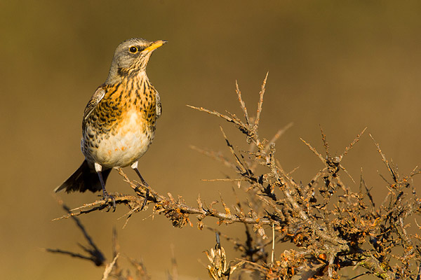 Kramsvogel (Turdus pilaris) in duindoorn