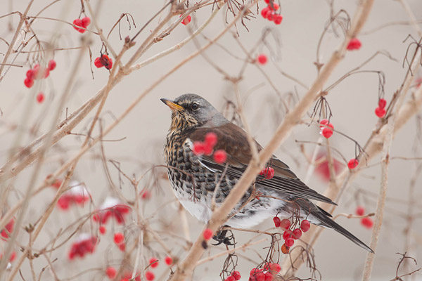 Kramsvogel (Turdus pilaris) in bessenstruik