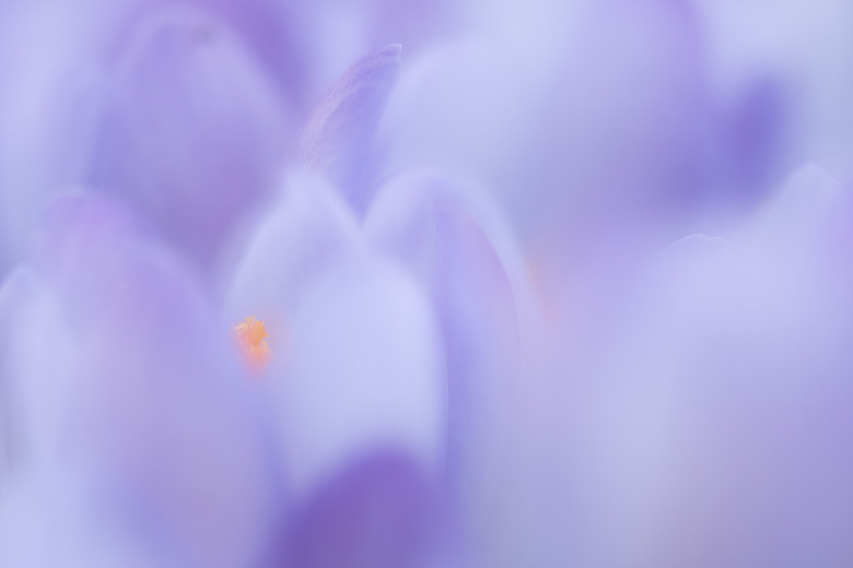 Krokussen (Crocus tommasinianus).