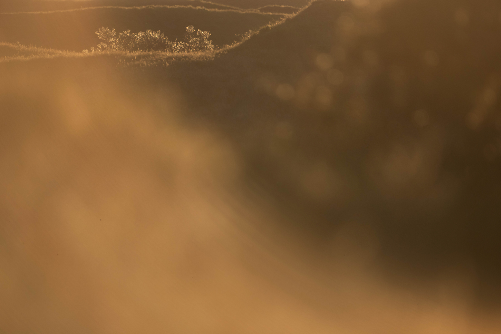 Kruipwilgen in tegenlicht in buntgrasduinen