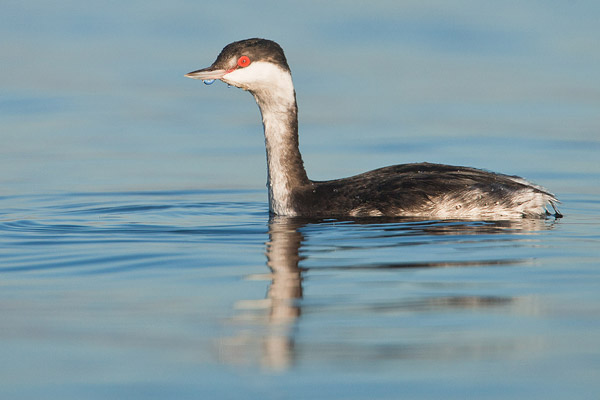 Kuifduiker (Podiceps auritus) in winterkleed bij het Veluwemeer