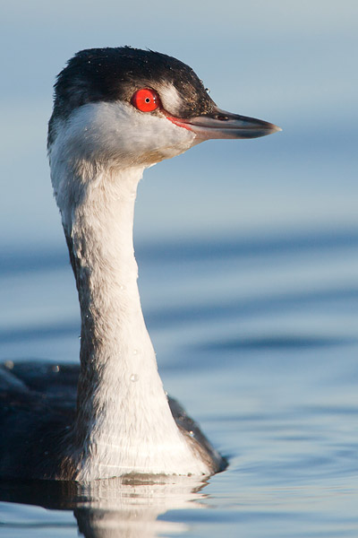 Kuifduiker (Podiceps auritus) in winterkleed bij het Veluwemeer