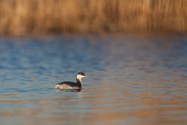 Kuifduiker (Podiceps auritus) in goud en blauw