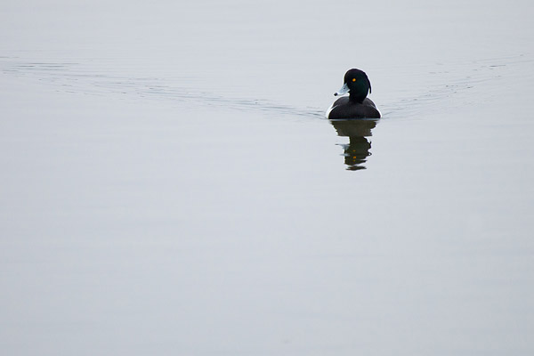 Mannetje kuifeend in spiegelglad water