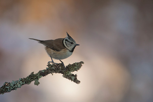 Kuifmees (Lophophanes cristatus)