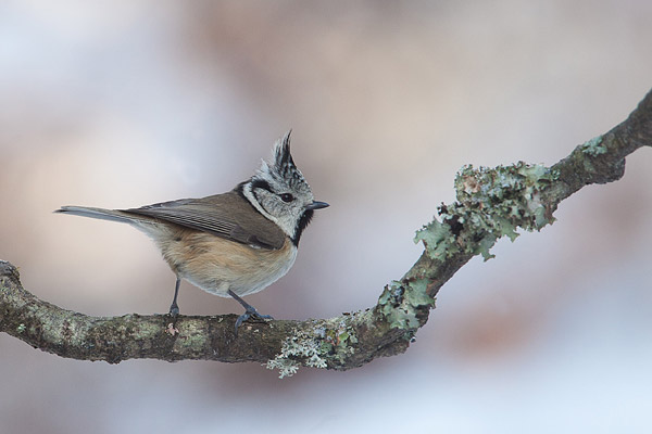 Kuifmees (Lophophanes cristatus) 