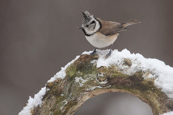 Kuifmees (Lophophanes cristatus) 