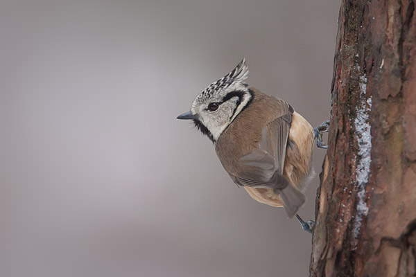 Kuifmees (Lophophanes cristatus)