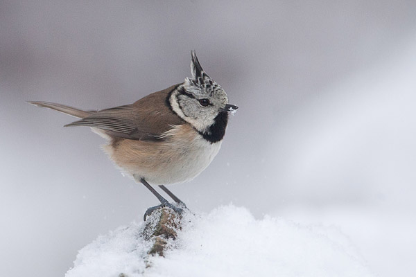 Kuifmees (Lophophanes cristatus)